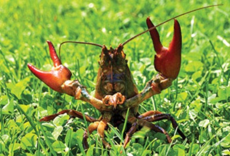 C&ocirc;n[-]tr&ugrave;ng[-]ngoại[-]lai[-]g&acirc;y[-]thiệt[-]hại[-]nặng[-]cho[-]ng&agrave;nh[-]n&ocirc;ng-l&acirc;m[-]nghiệp[-]Nam[-]Phi[-]